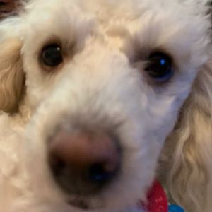 Meet your Posher, Luke